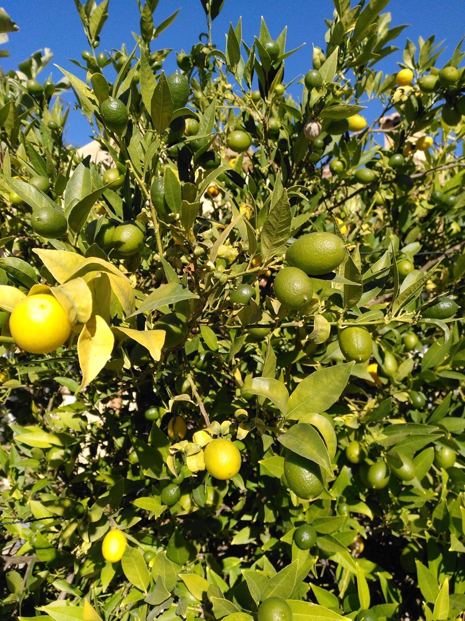 Finca Caracol Bolulla 外观 照片